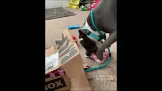 Captain unboxing his BarkBox toys!     💗 February box 2022