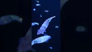 Firefly Squid &ndash; The Bioluminescent Lightshow #marinelife #seaanimal #fyp
