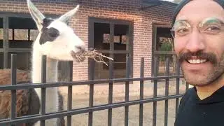 animal video #donkey #donkeykong #llama #camel #mencuts