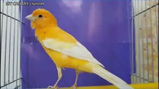 Most beautiful ready male canary to breed - Training songs
