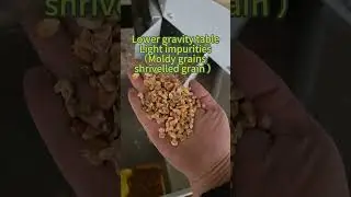 5XFZ-50 Processing Corns #grainscleaning #machine #agriculture  #manufacturing #grains