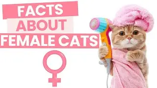 12 fascinating facts about female cats