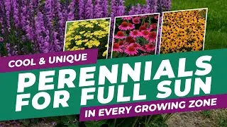 🌺 Cool & Unique Perennials For Full Sun In Every Growing Zone 🌿