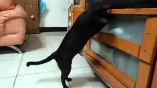 MOV03015