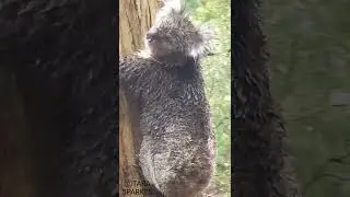 CUTE KOALA IN A RAIN STORM CLIMBING A GUM TREE IN THE WILD SOUTH AUSTRALIA #koala #animallover #cute