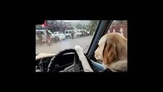 A special dog with Driving Skills
