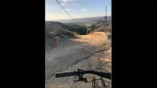 Project Dog Trail