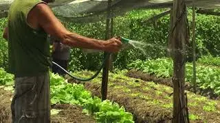 Natural Growth Booster for All Crops | TEJASWIN