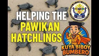 Saving Sea Turtles: Tagaytay Firefighters Join Pawikan Release in Cavite