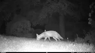 Fox eating scraps off the lawn #trailcamera #foxes #wildlife #naturalsounds