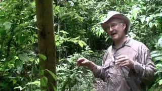 Scent dispersal