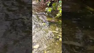 #Salmon #Spawning