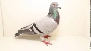 974 2020