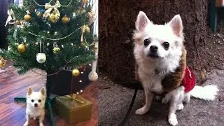 Herkules přeje všem chlupaté vánoce