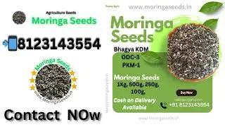 📲 𝟴𝟭𝟮𝟯𝟭𝟰𝟯𝟱𝟱𝟰 सहजन/मोरींगा शेतीने Bhagya KDM | ODC-Seeds | PKM-1 Drumstick Farming Sahajan Kheti