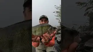 TAKI CHLAP! Okoń w ręce #spinning #fishing #dropshot