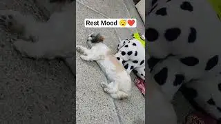 Comments are coming for your grooming, so this is Shizu's last video ❤️#shihtzu #grooming #puppy