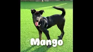 Meet Mango❤️ / #adoptmekoreanrescue #rescuedog 