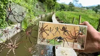 Hunting Huntsman Spider In The Wild !! Huntsman Spider, Fishing Spider, Weaver Spider