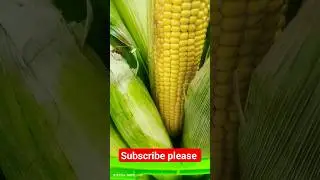 fresh Corn 🌽, fast class premium quality product of iraq, fresh 🌽