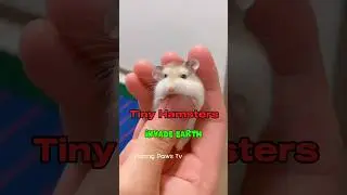 🐹🤣 Cutest Hamster Ever! Watch This Tiny Ball of Chaos! #funnyanimals