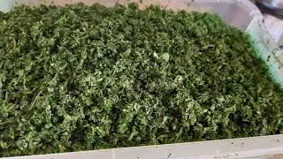 طريقة تخزين البقدونس(المعدنوس) والكزبرة اي(القصبور) باللهجة المغربية🇲🇦🇲🇦🇲🇦 في المجمد