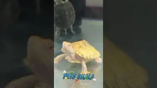 Turtle ko MBD quu hota hai 🐢 #turtles #shorts #petsshala @PETSSHALA