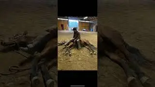 I mean... bet? #laydown #horse #reels #tricks