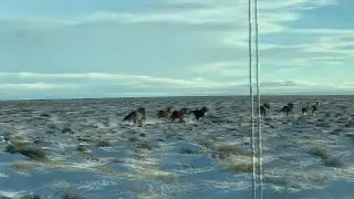Wyoming&rsquo;s Wild Horses || ViralHog