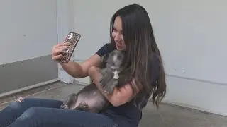 Virtual Pet Adoption