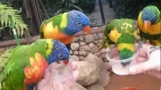Gebirgsloris & Allfarb-Loris Vogelpark Walsrode (30.04.2012)