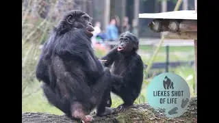 BONOBO FAMILY FIRST TIME OUTSIDE