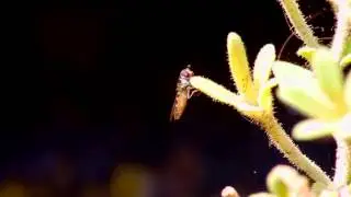 HOVERFLY
