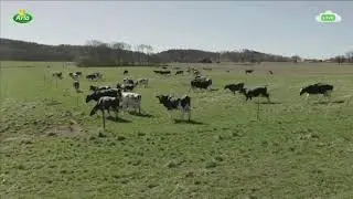 Swedish cows jump for joy after long winter