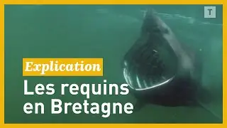 Faut-il craindre les requins en Bretagne cet été?