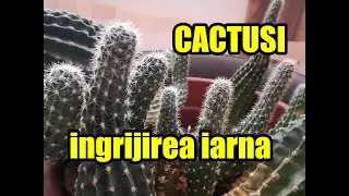 Cum se îngrijesc cactusii iarna #ingrijireaflorilor