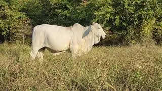MR 501/1 Brahman Bull