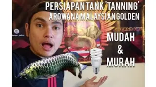 PERSIAPAN TANK 'TANNING' AROWANA MALAYSIAN GOLDEN. MURAH & MUDAH ! #fishcartel