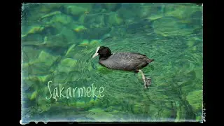 Sakarmeke / Eurasian Coot / Fulica atra