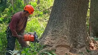 Срубить полувековое дождевое дерево - STIHL MS 881