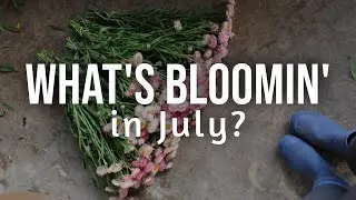 What's Blooming in July | Cut Flower Gardening | Zone 8b