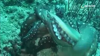 who will win in  Ocean battle Moray Eel Vs Octopus معركة بين ثعبان البحر واخطبوط #wild #octopus #