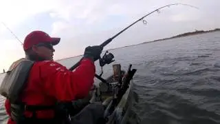Shallow water gator bluefish