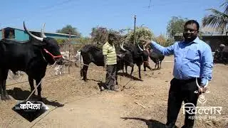 Kapila Maharashtrachi Shaan । कपिला । Kapila । वळू । Khillar । २०१९