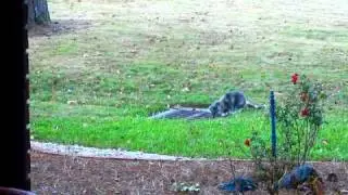 Cold Canadian air = record low and hard freeze for N. Florida, Dec 14, 2010.wmv