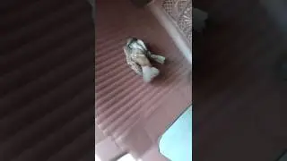 Sparrows fighting