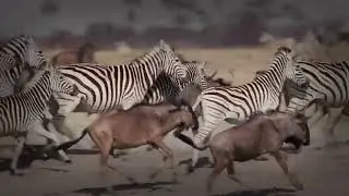 Zebra Defense Mechanisms: Beyond the Kick and Bite - zebra mobbing behavior in detail