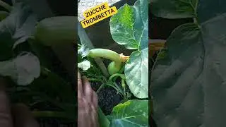 ZUCCHE TROMBETTA GIUGNO 2025 #orto #garden #mrghorn #autoproduzione