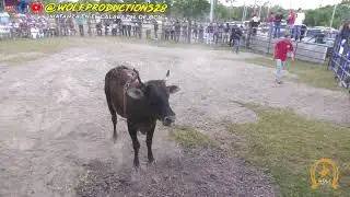 Toros en El Calabazal de Oc&uacute;. Fiesta del HR H&eacute;ctor Arjona. 31 de enero 2026 