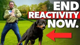 Leash Reactivity: 3 BIGGEST Mistakes (Fix Your Dog's Reactive Behavior)